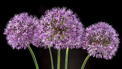 Blooming pink allium aflatunense on a black background