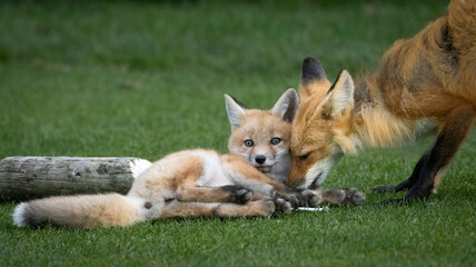 A pair of foxes on the grass