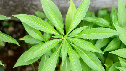 Garden Balsam plant growing in home garden.