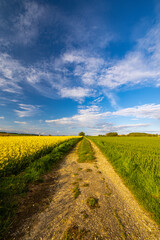 Obraz premium blühende Rapsfelder mit bewölktem Himmel