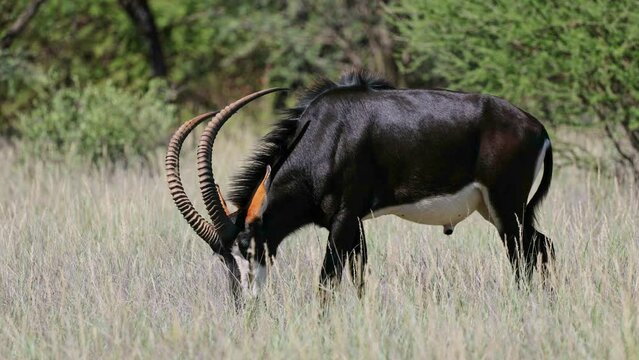 A magnificent sable antelope (Hippotragus niger) bull in natural habitat, Mokala National Park, South Africa