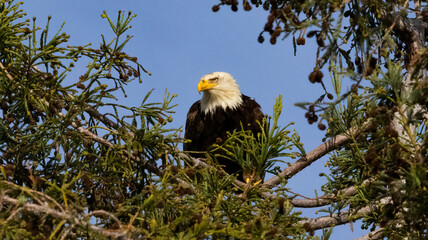 An American Bald Eagle in a redwood tree