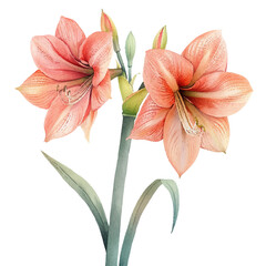 amaryllis flower vector illustration in watercolor style