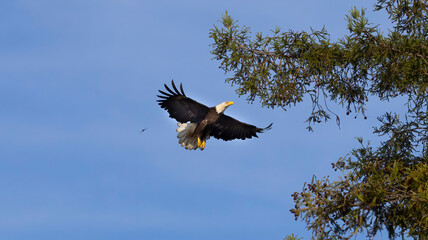An American Bald Eagle in flight