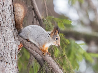 The squirrel with nut sits on tree in the winter or late autumn