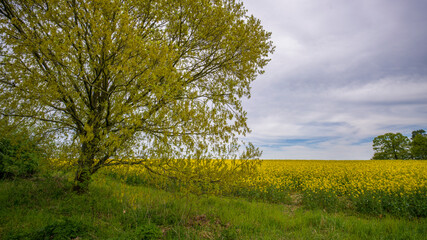 Obraz premium blühende Rapsfelder mit bewölktem Himmel