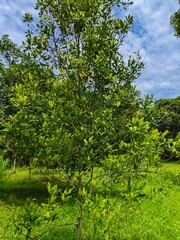 clove tree in the garden with a cloudy blue sky in the background