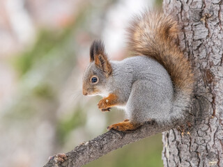 The squirrel with nut sits on tree in the winter or late autumn