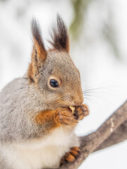 The squirrel with nut sits on tree in the winter or late autumn