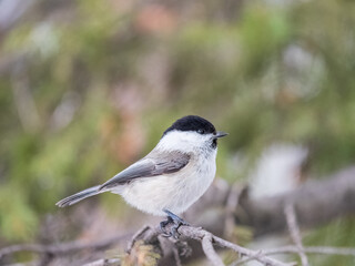 Cute bird the willow tit, song bird sitting on a branch without leaves in the winter.