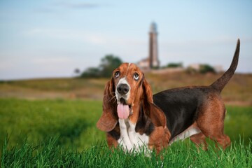 Portrait of cute smart domestic dog outdoor