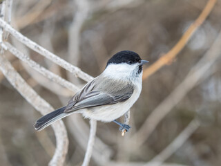 Cute bird the willow tit, song bird sitting on a branch without leaves in the winter.