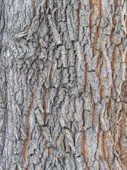 The texture of the bark of an old willow