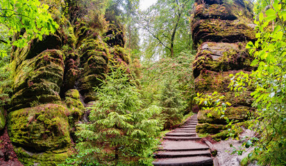 Magical enchanted fairytale forest with fern, moss, lichen, gorge and sandstone rocks at the hiking...