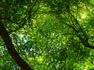 鮮やかな新緑の青紅葉