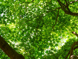 鮮やかな新緑の青紅葉