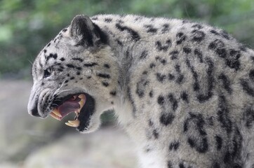 Obraz premium The Snow Leopard (Panthera uncia), a cat native to the mountains of Asia