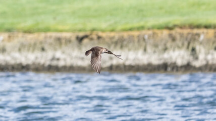 A swallow in flight over water
