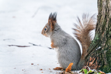 Portrait of a squirrel in winter on white snow background