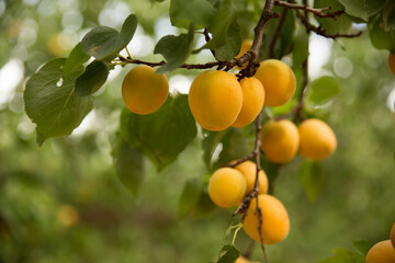 Apricot tree, Australian farming and agriculture
