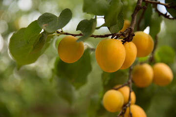Apricot tree, Australian farming and agriculture