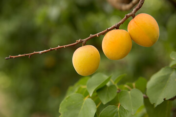 Apricot tree, Australian farming and agriculture
