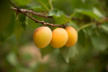 Apricot tree, Australian farming and agriculture