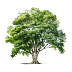 Single tree on transparent background, High quality isolated tree