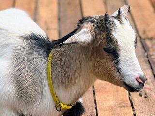 a photography of a goat with a yellow collar on a wooden deck.