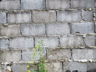 a photography of a plant growing out of a crack in a wall.