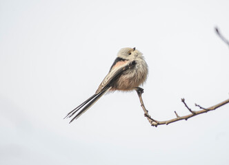 Fototapeta premium The long-tailed tit (Aegithalos caudatus), also named long-tailed bushtit,