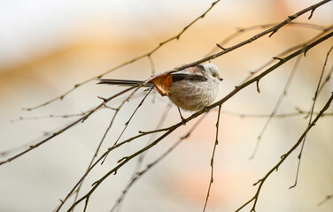 The long-tailed tit (Aegithalos caudatus), also named long-tailed bushtit,