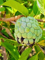 a photography of a green fruit on a tree branch with leaves.