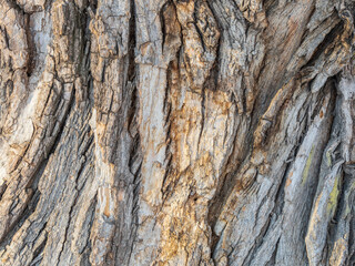 The texture of the bark of an old willow
