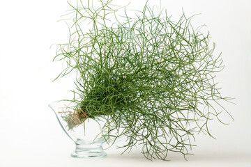 bunch of fennel tied with hemp string in a glass bottle insulated on a white background and copy space
