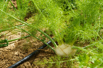 Fennel Bulb in garden bed. Annual fennel, Foeniculum vulgare azoricum. Florence or bulbing fennel. Gardening background, close up