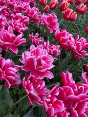 Beautiful tulip flowers in multiple colours at Tulip Festival in Amsterdam 2024
