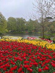 Beautiful tulip flowers in multiple colours at Tulip Festival in Amsterdam 2024
