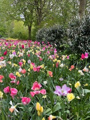 Beautiful tulip flowers in multiple colours at Tulip Festival in Amsterdam 2024