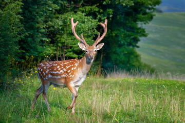 Deer standing in field with trees