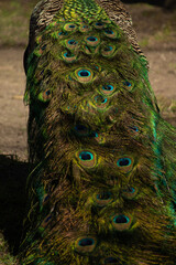 Fototapeta premium Peacock- peafowl with long tail. Male