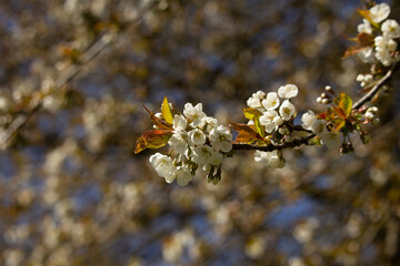 Springtime. Spring flowers blossom background.