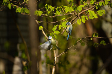 Couple of great tits birds and playing