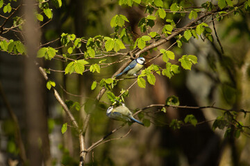 Couple of great tits birds feeding in springtime