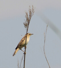 bird on reed