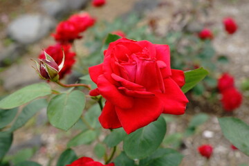 Fototapete bei efototapeten.de bestellen   