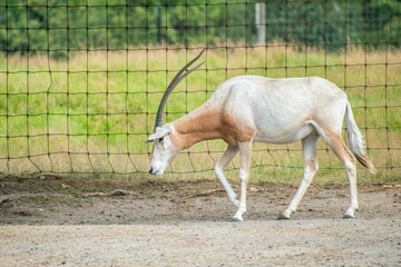 Captivating Antelope in Zoo Enclosure