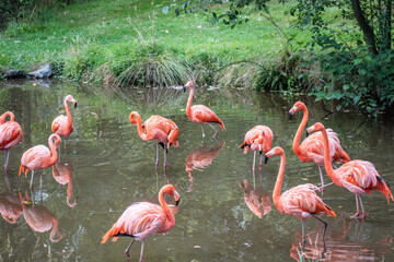A majestic flamingo bird stands tall in shallow tropical waters, its slender neck gracefully curved as it observes its surroundings.