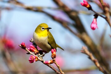 Spring Bird 