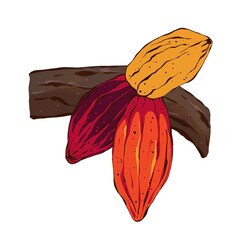 Ripe Cocoa beans hanging on a branch. Hand drawn illustration in sketch style, isolated on white background. Organic product, design element for cafe, store, menu, label, logo, packaging, print